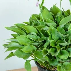 Perfect Plants Hosta Blue Cadet Shrub Hosta Shrubs 8 Perfect Plants Hosta Blue Cadet Shrub Hosta Shrubs