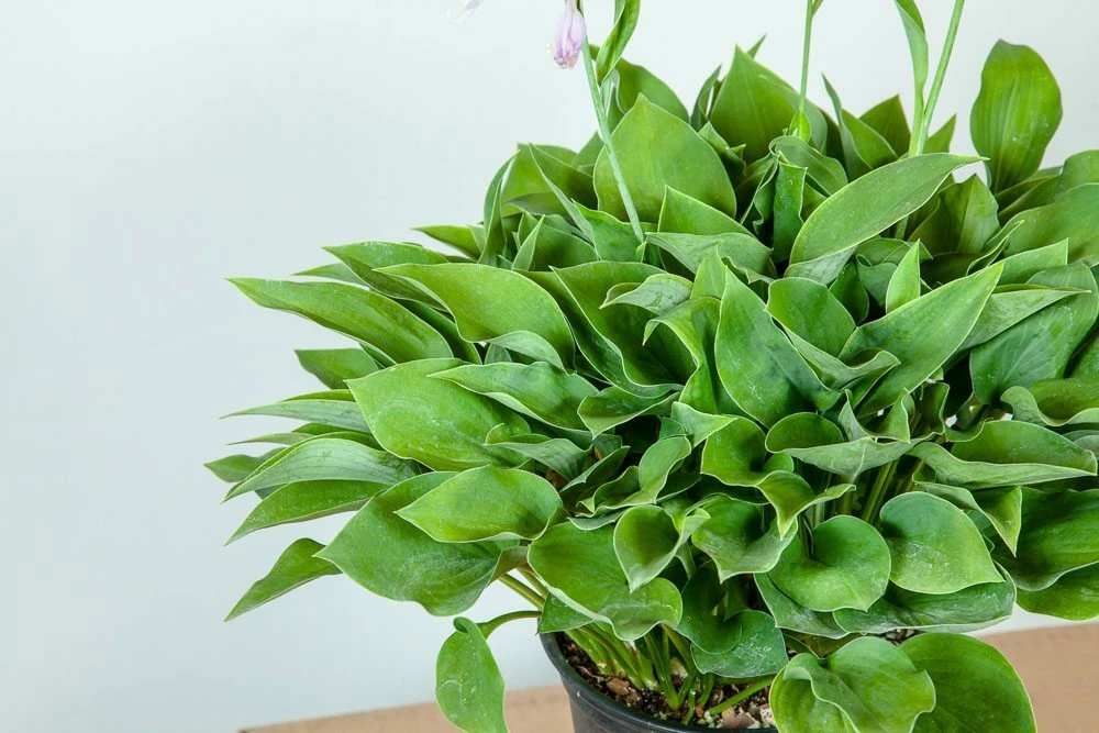 Perfect Plants Hosta Blue Cadet Shrub Hosta Shrubs 4 Perfect Plants Hosta Blue Cadet Shrub Hosta Shrubs