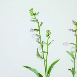 Perfect Plants Hosta Blue Cadet Shrub Hosta Shrubs 9 Perfect Plants Hosta Blue Cadet Shrub Hosta Shrubs