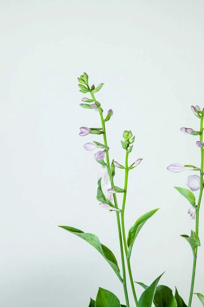 Perfect Plants Hosta Blue Cadet Shrub Hosta Shrubs 5 Perfect Plants Hosta Blue Cadet Shrub Hosta Shrubs