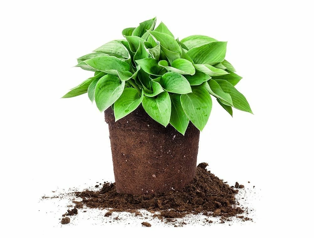 Perfect Plants Hosta Blue Cadet Shrub Hosta Shrubs 1 Perfect Plants Hosta Blue Cadet Shrub Hosta Shrubs