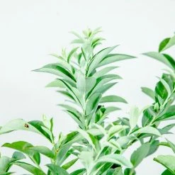 Perfect Plants Beckyblue Rabbiteye Blueberry Bush All Fruit & Nut Trees