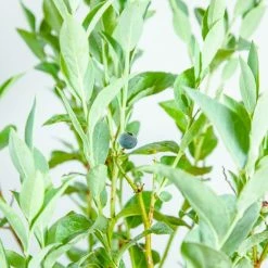 Perfect Plants Beckyblue Rabbiteye Blueberry Bush All Fruit & Nut Trees