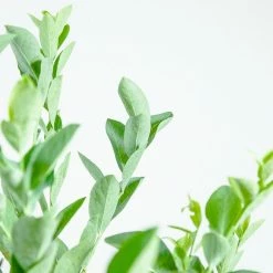 Perfect Plants Climax Blueberry Bush 13 Perfect Plants Climax Blueberry Bush