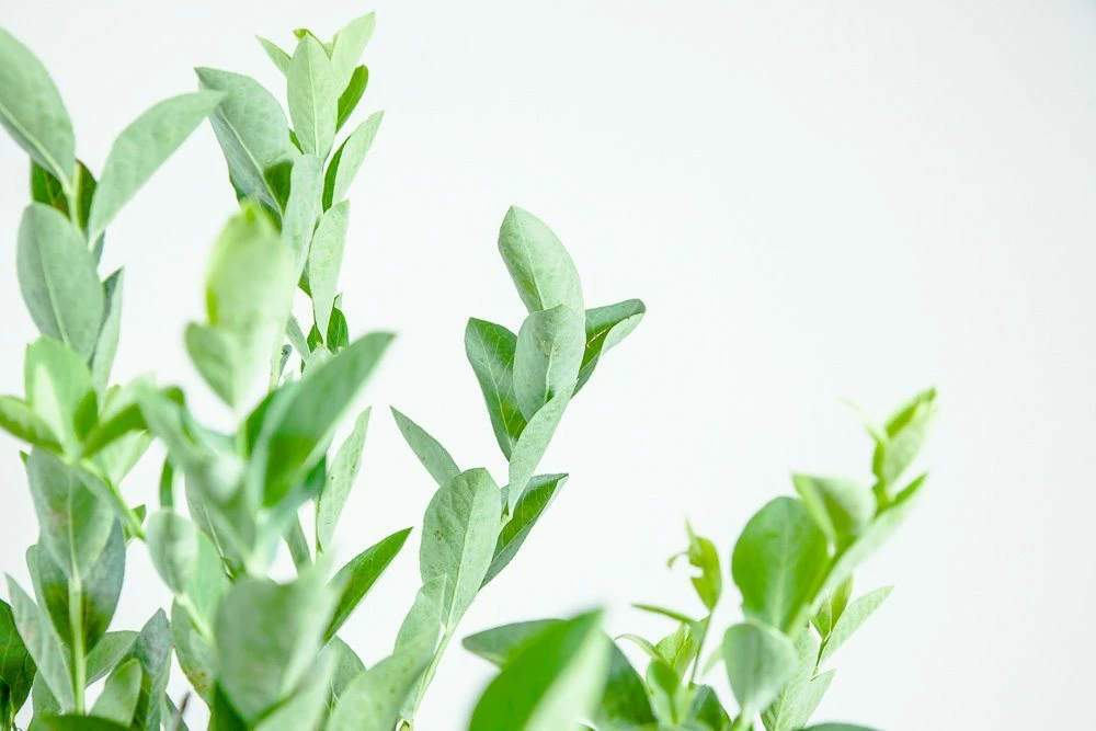 Perfect Plants Climax Blueberry Bush 6 Perfect Plants Climax Blueberry Bush