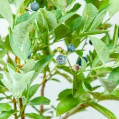 Perfect Plants Climax Blueberry Bush 14 Perfect Plants Climax Blueberry Bush