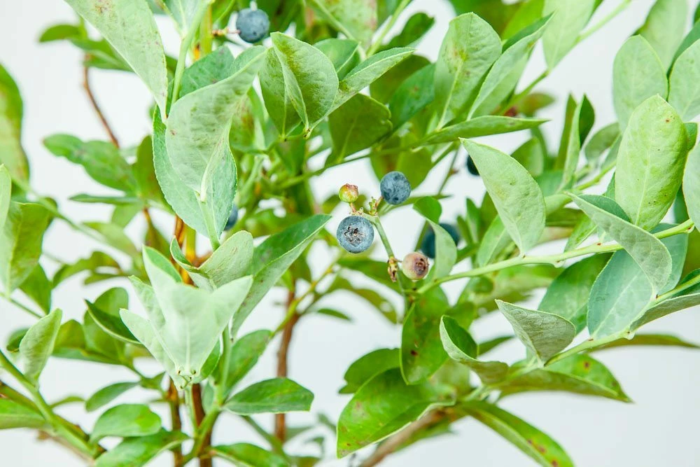 Perfect Plants Climax Blueberry Bush 7 Perfect Plants Climax Blueberry Bush