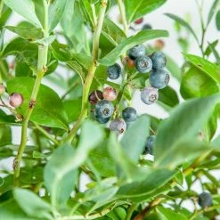 Perfect Plants Assortment Of 3 Blueberry Bushes For Best Cross Pollination