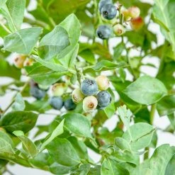Perfect Plants Powder Blue Blueberry Bush All Fruit & Nut Trees 10 Perfect Plants Powder Blue Blueberry Bush All Fruit & Nut Trees