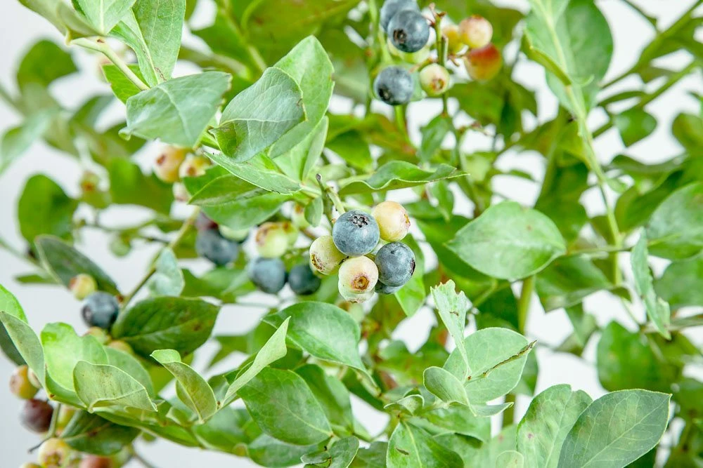 Perfect Plants Powder Blue Blueberry Bush All Fruit & Nut Trees 5 Perfect Plants Powder Blue Blueberry Bush All Fruit & Nut Trees