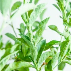 Perfect Plants All Fruit & Nut Trees Premier Blueberry Bush