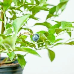 Perfect Plants All Fruit & Nut Trees Premier Blueberry Bush
