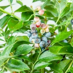 Perfect Plants All Fruit & Nut Trees Tifblue Blueberry Bush 9 Perfect Plants All Fruit & Nut Trees Tifblue Blueberry Bush