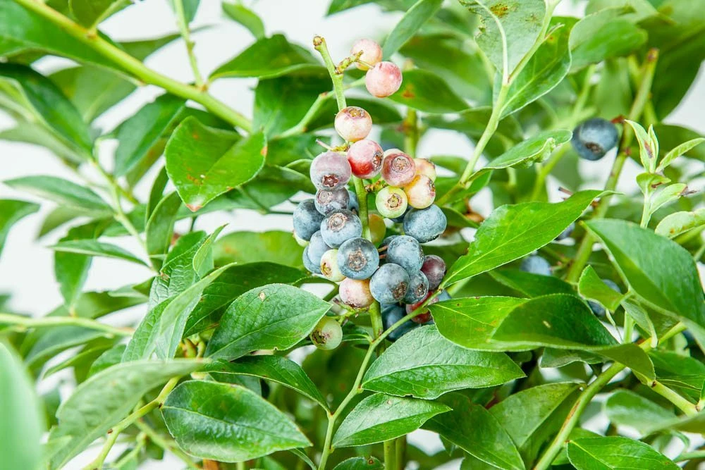 Perfect Plants All Fruit & Nut Trees Tifblue Blueberry Bush 4 Perfect Plants All Fruit & Nut Trees Tifblue Blueberry Bush