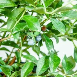 Perfect Plants All Fruit & Nut Trees Tifblue Blueberry Bush 10 Perfect Plants All Fruit & Nut Trees Tifblue Blueberry Bush