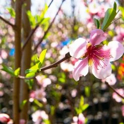 Perfect Plants Bonfire Patio Peach Tree