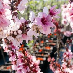 Perfect Plants Bonfire Patio Peach Tree 8 Perfect Plants Bonfire Patio Peach Tree