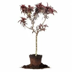 Perfect Plants Bonfire Patio Peach Tree