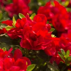 Perfect Plants All Shrubs & Hedges Autumn Bonfire™ Encore® Azalea Shrub