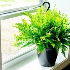Perfect Plants All Houseplants Hanging Boston Fern