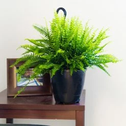 Perfect Plants All Houseplants Hanging Boston Fern