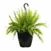 Perfect Plants All Houseplants Hanging Boston Fern