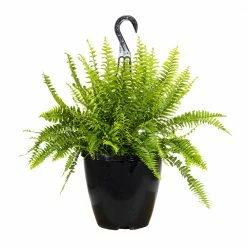 Perfect Plants All Houseplants Hanging Boston Fern