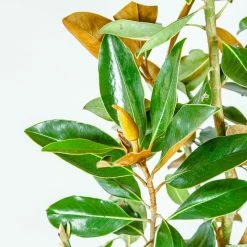 Perfect Plants Bracken’s Brown Beauty Magnolia Tree