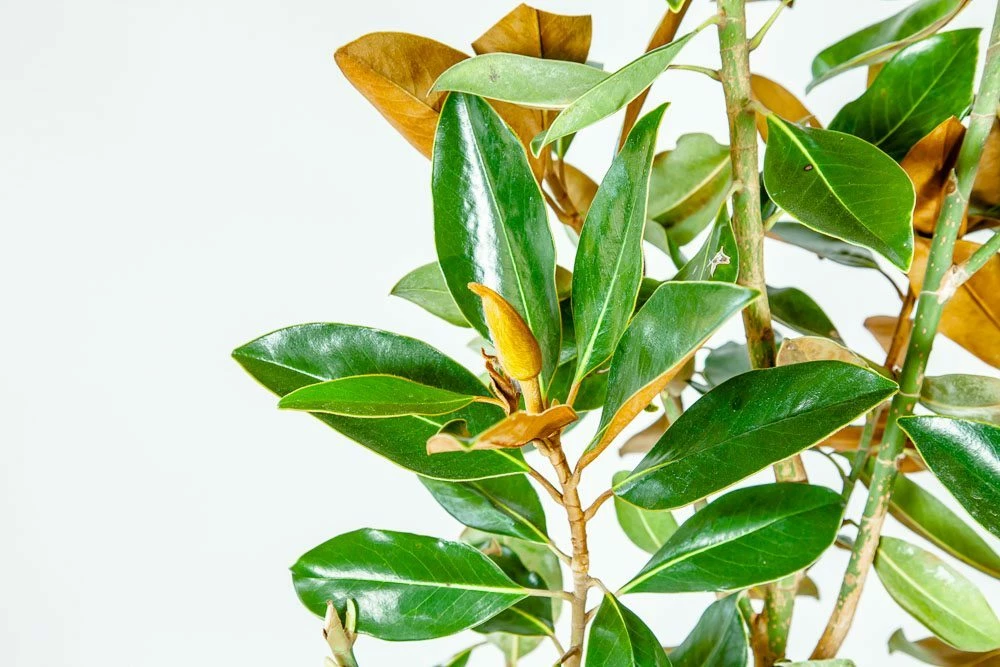 Perfect Plants Bracken’s Brown Beauty Magnolia Tree 2 Perfect Plants Bracken’s Brown Beauty Magnolia Tree