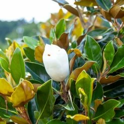 Perfect Plants Bracken’s Brown Beauty Magnolia Tree 9 Perfect Plants Bracken’s Brown Beauty Magnolia Tree