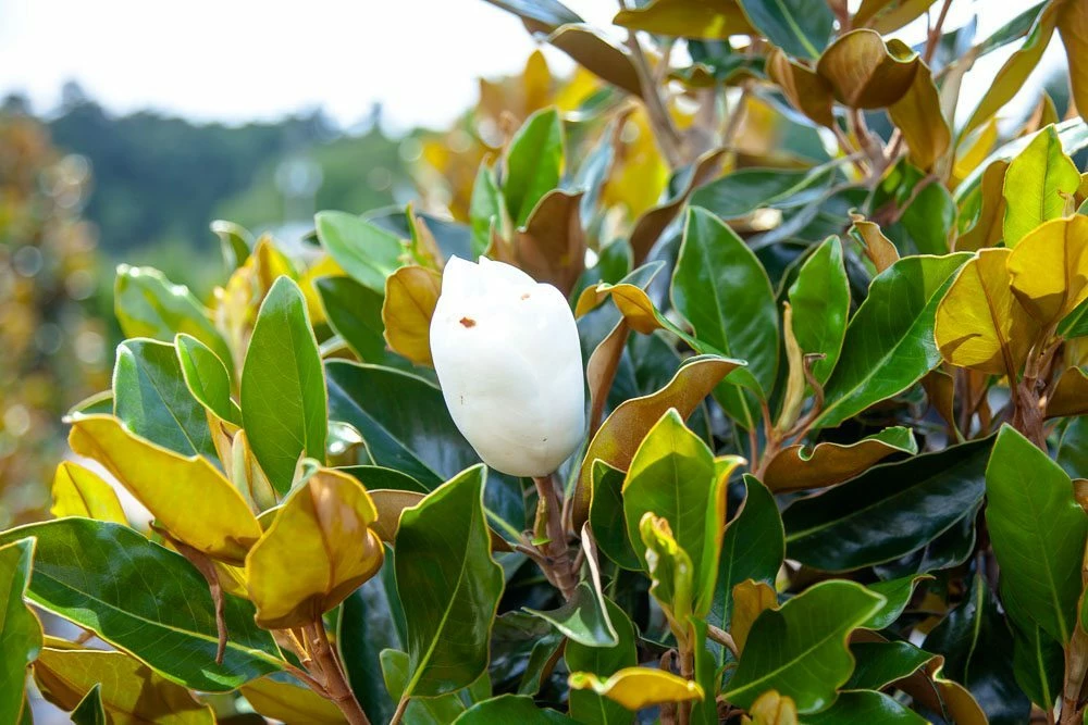 Perfect Plants Bracken’s Brown Beauty Magnolia Tree 3 Perfect Plants Bracken’s Brown Beauty Magnolia Tree
