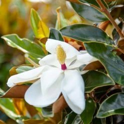 Perfect Plants Bracken’s Brown Beauty Magnolia Tree 10 Perfect Plants Bracken’s Brown Beauty Magnolia Tree