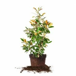 Perfect Plants Bracken’s Brown Beauty Magnolia Tree 13 Perfect Plants Bracken’s Brown Beauty Magnolia Tree