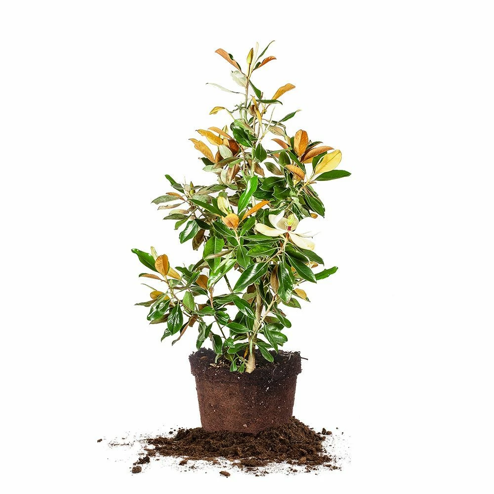 Perfect Plants Bracken’s Brown Beauty Magnolia Tree 7 Perfect Plants Bracken’s Brown Beauty Magnolia Tree