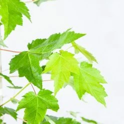 Perfect Plants Brandywine Maple Tree All Trees