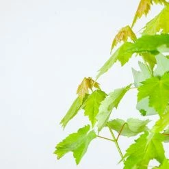 Perfect Plants Brandywine Maple Tree All Trees