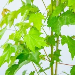 Perfect Plants Brandywine Maple Tree All Trees