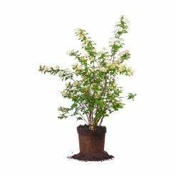 Perfect Plants Bridal Wreath Spirea Shrub All Shrubs & Hedges 13 Perfect Plants Bridal Wreath Spirea Shrub All Shrubs & Hedges