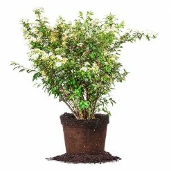 Perfect Plants Bridal Wreath Spirea Shrub All Shrubs & Hedges