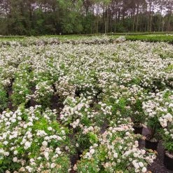 Perfect Plants Bridal Wreath Spirea Shrub All Shrubs & Hedges