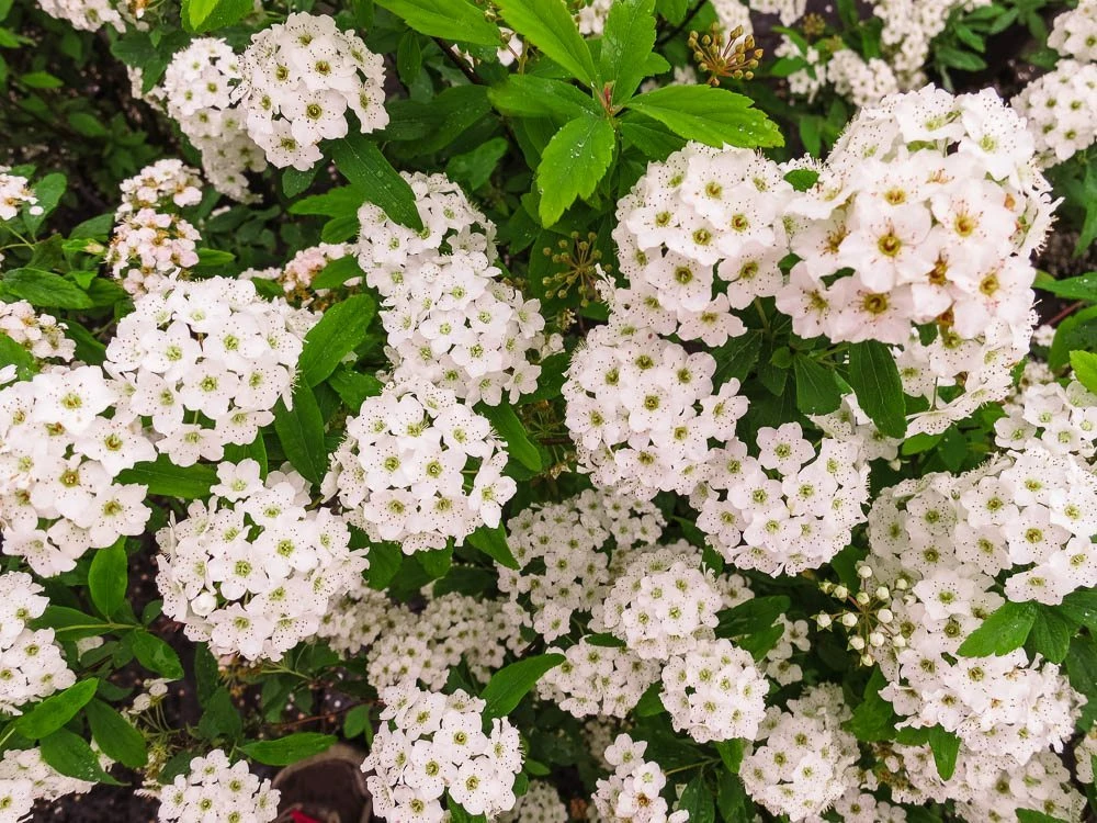 Perfect Plants Bridal Wreath Spirea Shrub All Shrubs & Hedges 2 Perfect Plants Bridal Wreath Spirea Shrub All Shrubs & Hedges