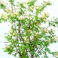 Perfect Plants Bridal Wreath Spirea Shrub All Shrubs & Hedges 10 Perfect Plants Bridal Wreath Spirea Shrub All Shrubs & Hedges