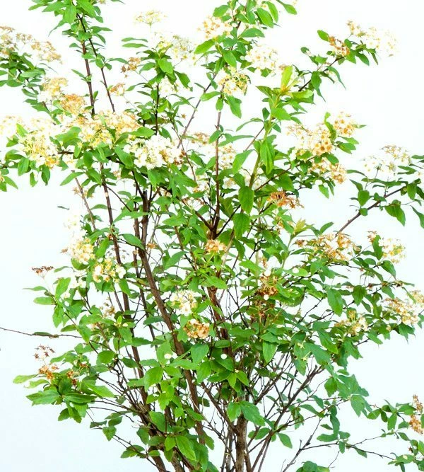 Perfect Plants Bridal Wreath Spirea Shrub All Shrubs & Hedges 4 Perfect Plants Bridal Wreath Spirea Shrub All Shrubs & Hedges