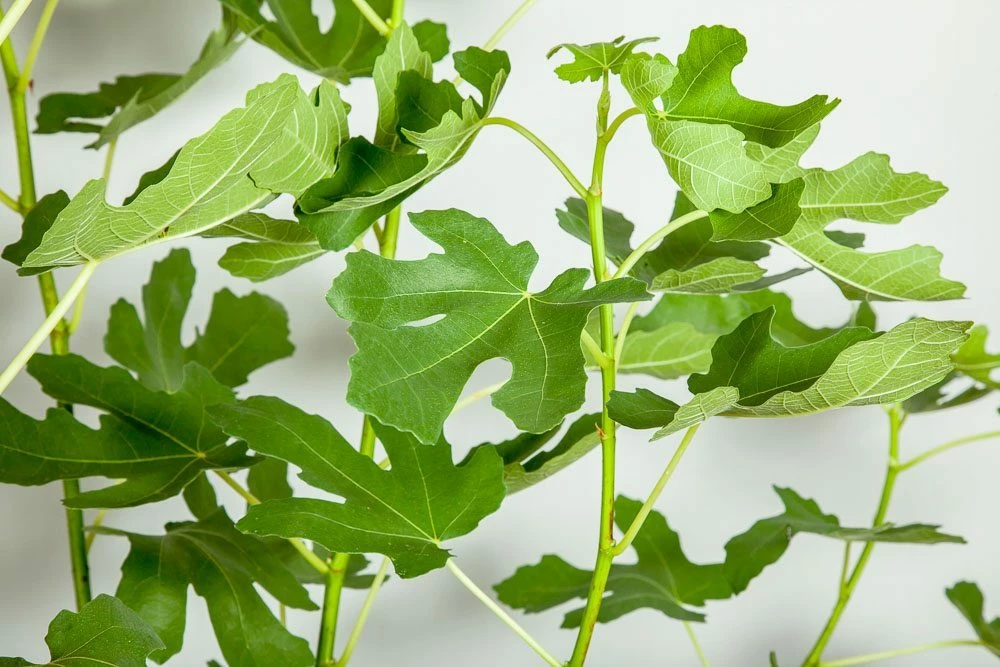 Perfect Plants Black Mission Fig Tree All Fruit & Nut Trees 5 Perfect Plants Black Mission Fig Tree All Fruit & Nut Trees