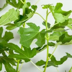 Perfect Plants All Fruit & Nut Trees Brown Turkey Fig Tree