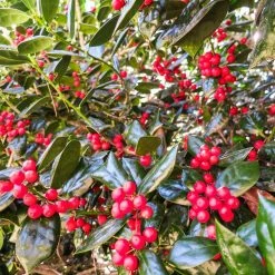 Perfect Plants All Shrubs & Hedges Dwarf Burford Holly