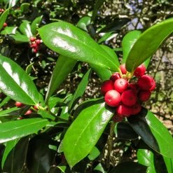 Perfect Plants All Shrubs & Hedges Dwarf Burford Holly
