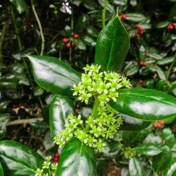 Perfect Plants All Shrubs & Hedges Dwarf Burford Holly