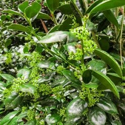 Perfect Plants All Shrubs & Hedges Dwarf Burford Holly