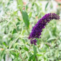 Perfect Plants Black Knight Butterfly Bush All Shrubs & Hedges